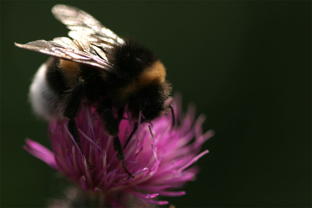 Hummel bei der Arbeit