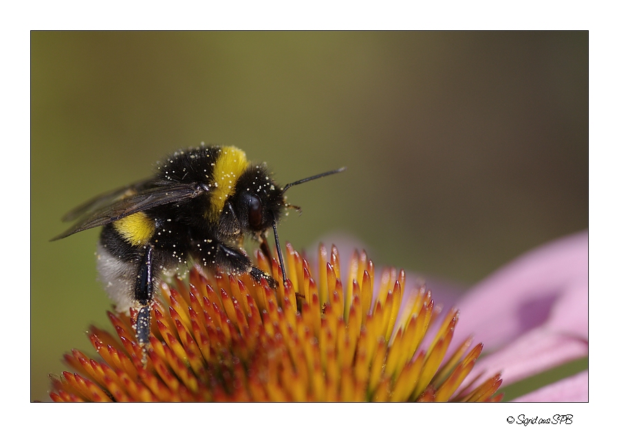 Hummel bei der Arbeit...