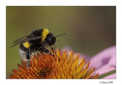 Hummel bei der Arbeit...