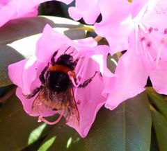  Hummel bei der Arbeit.