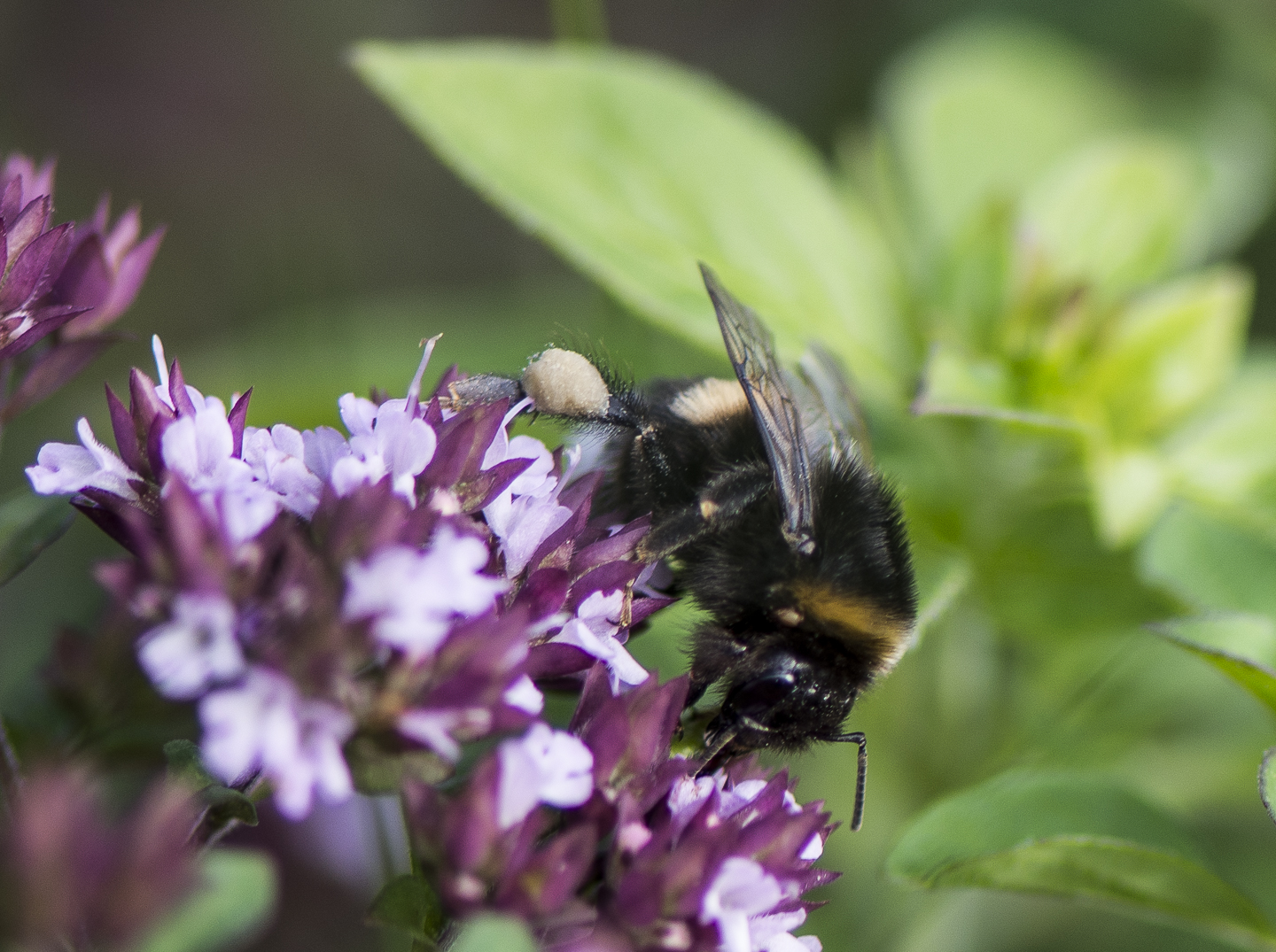 Hummel bei der Arbeit