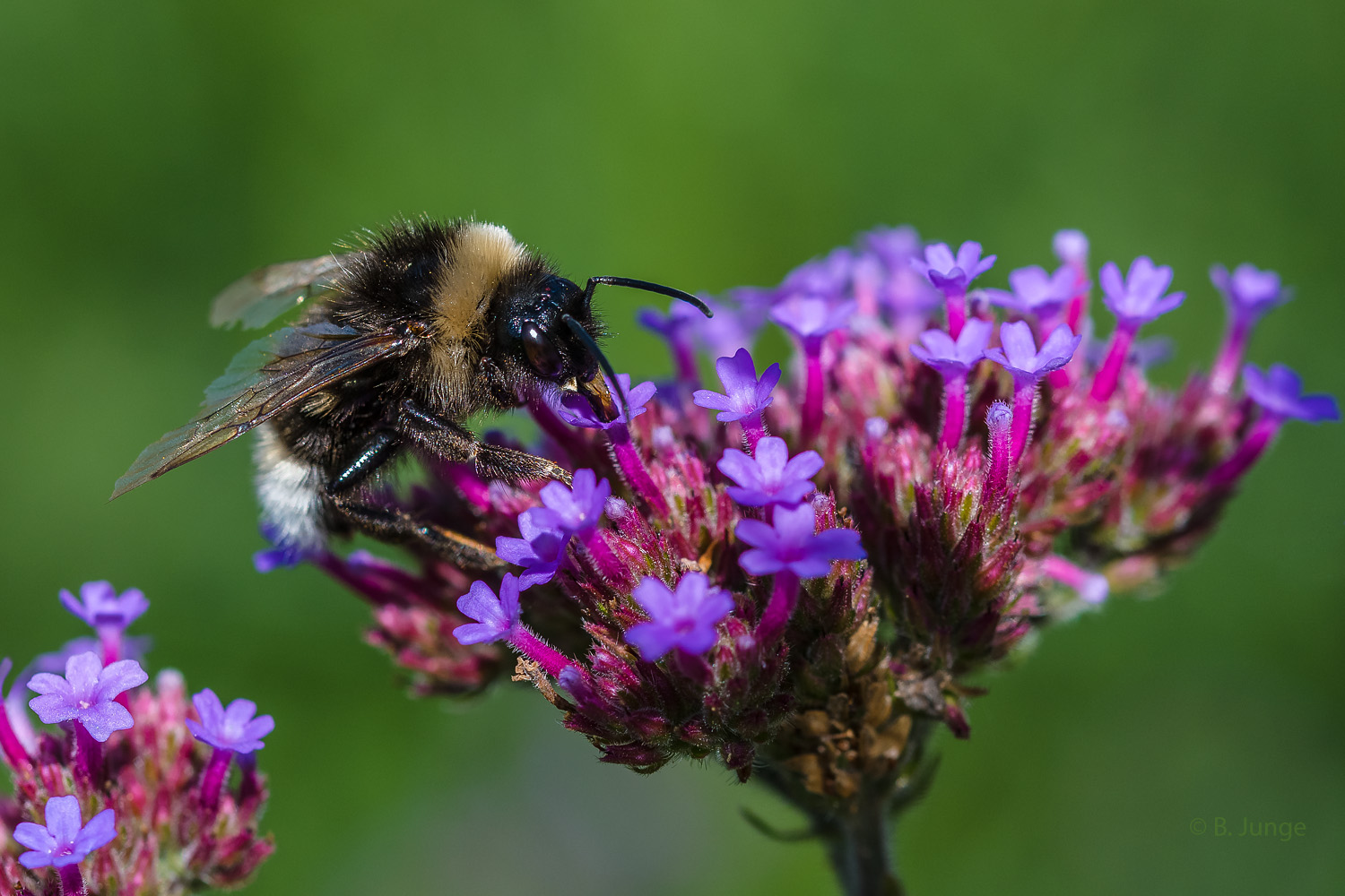 Hummel bei der Arbeit