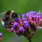 Hummel bei der Arbeit