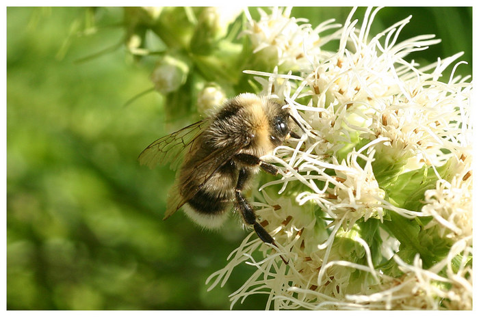 Hummel bei der Arbeit