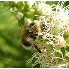 Hummel bei der Arbeit