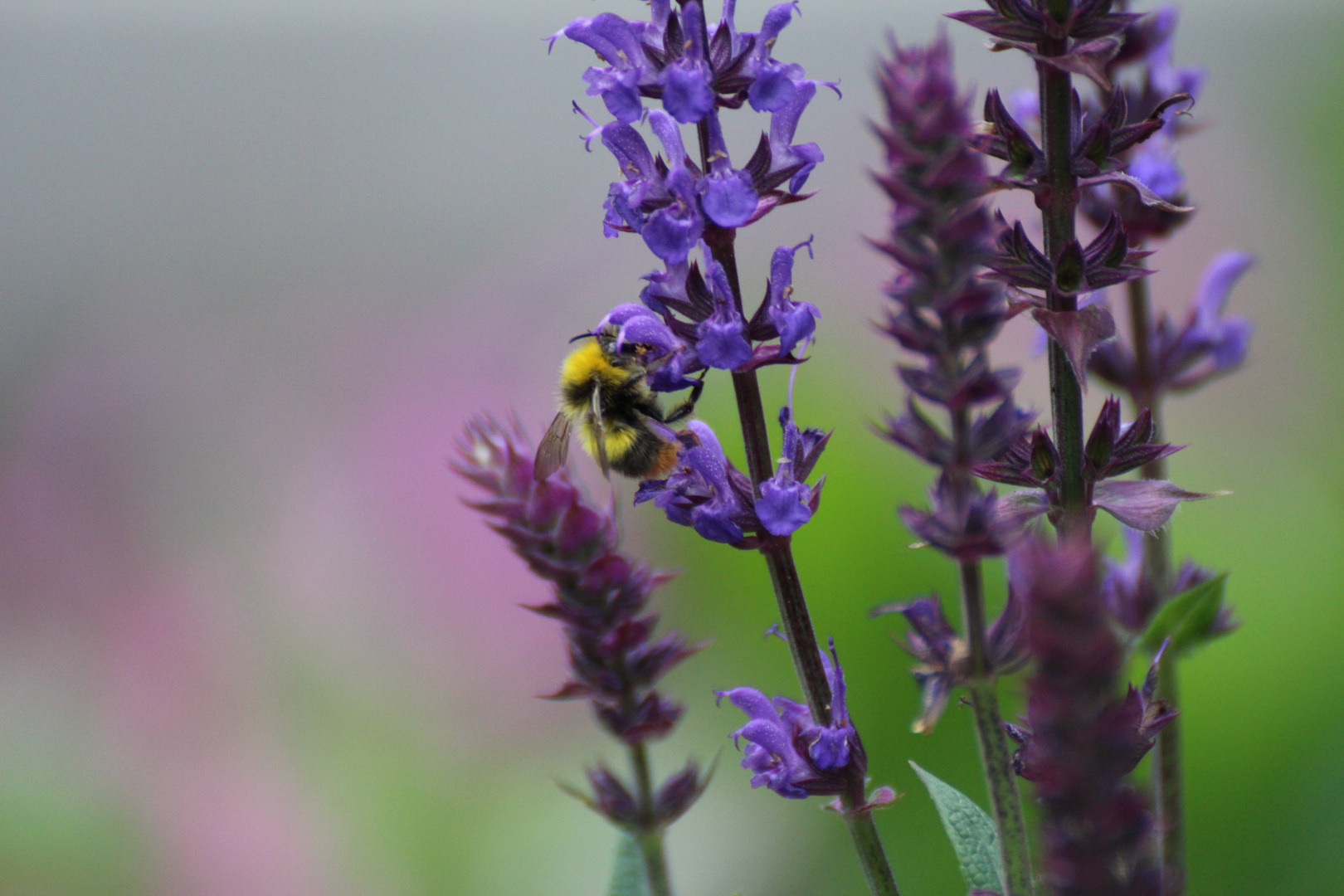 Hummel bei der Arbeit 