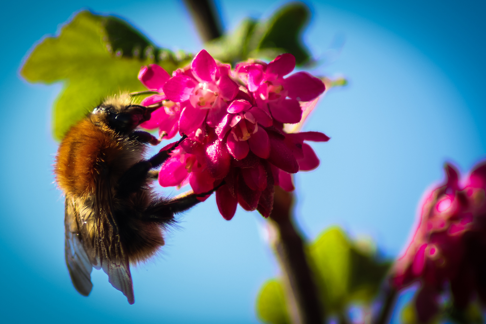 Hummel bei der Arbeit