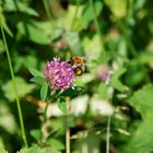 Hummel bei der Arbeit