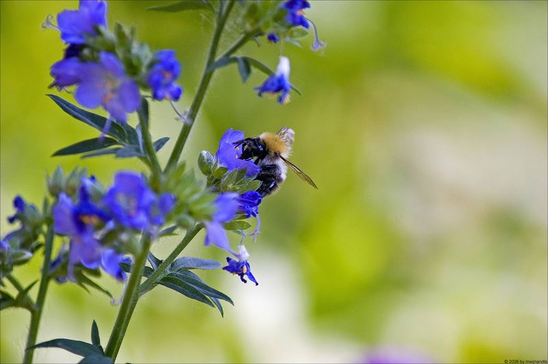 Hummel bei der Arbeit