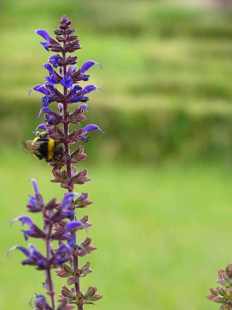 Hummel bei der Arbeit