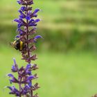 Hummel bei der Arbeit