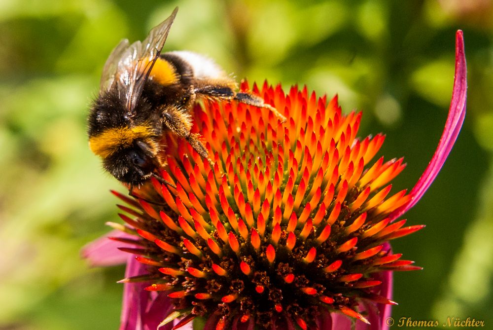 Hummel bei der Arbeit