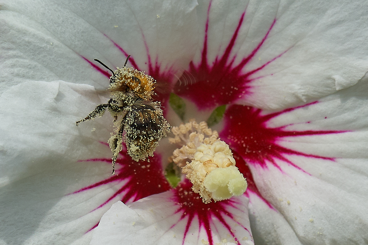 Hummel bei der Arbeit (Hummel an Hibiscus)