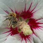 Hummel bei der Arbeit (Hummel an Hibiscus)