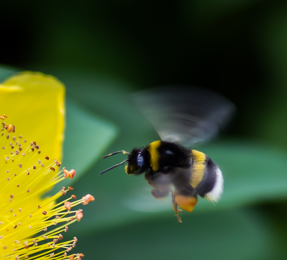 Hummel bei der Ernte