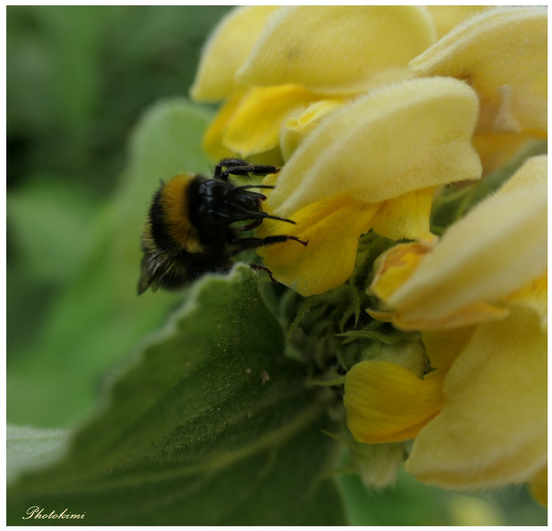 Hummel bei der Jerusalemkerze