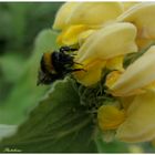 Hummel bei der Jerusalemkerze