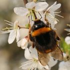 Hummel bei der Mahlzeit