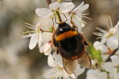 Hummel bei der Mahlzeit