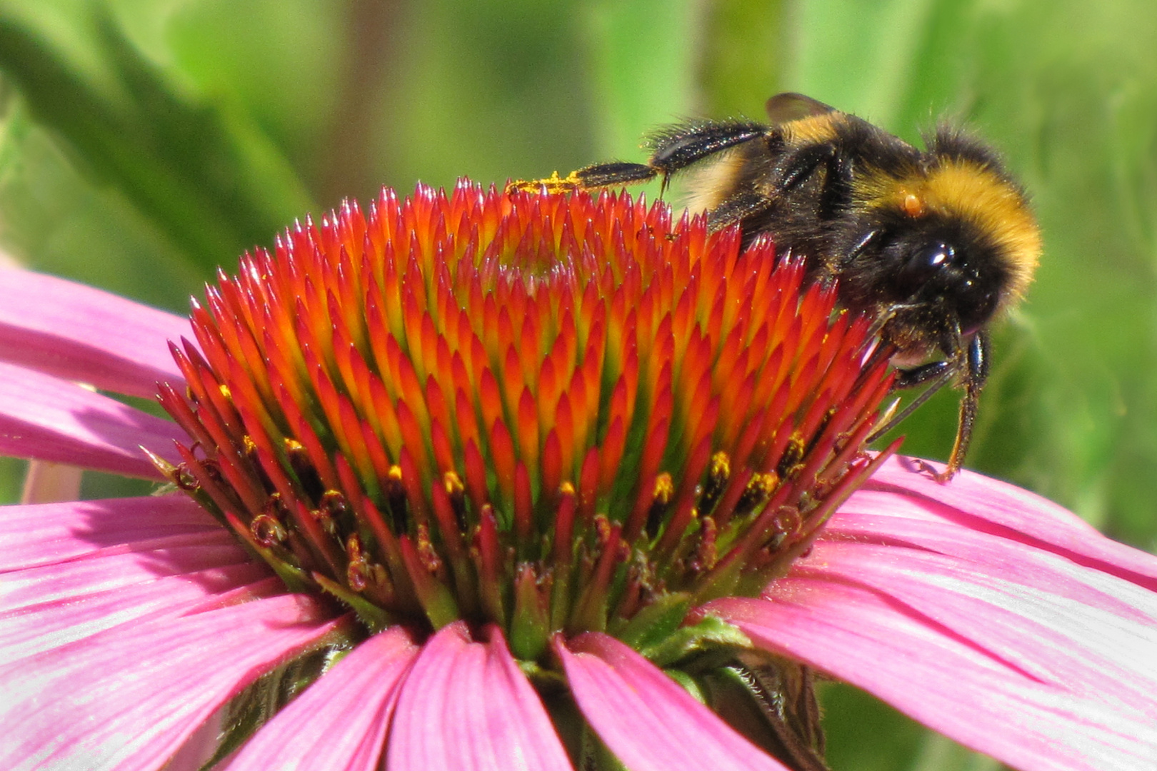 Hummel bei der Nahrung