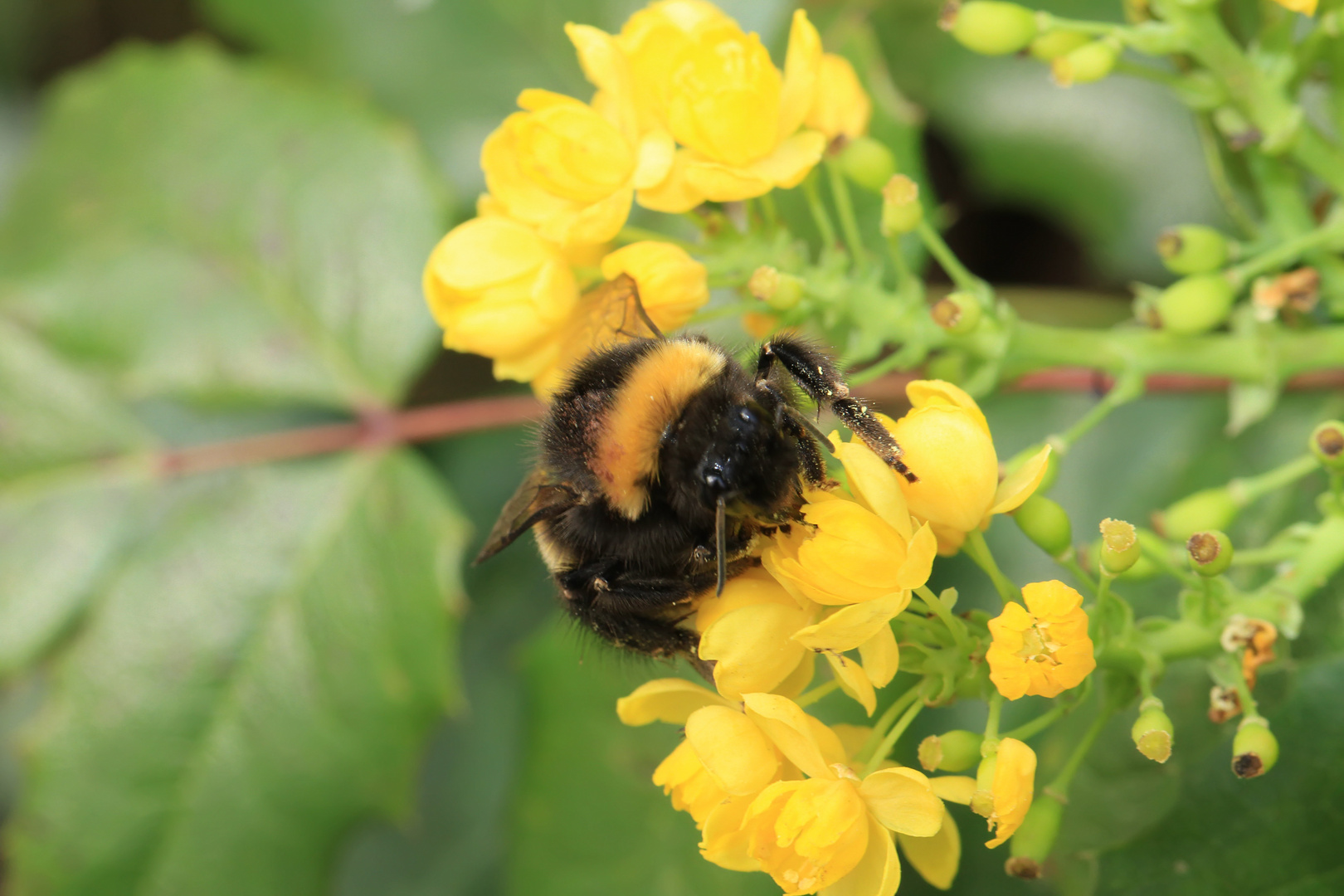 Hummel bei der Nahrungs suche