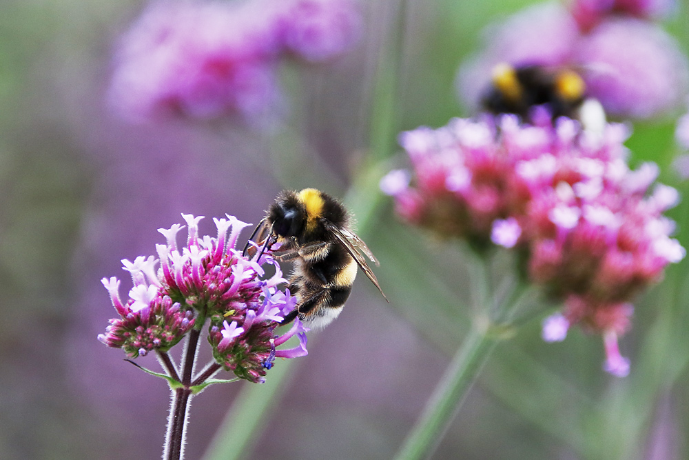 Hummel bei der Nahrungsaufnahme