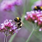 Hummel bei der Nahrungsaufnahme