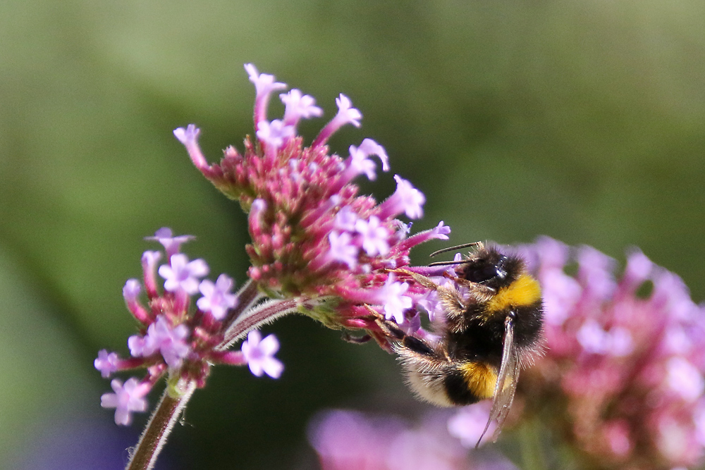 Hummel bei der Nahrungsaufnahme am Eisenkraut