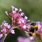 Hummel bei der Nahrungsaufnahme am Eisenkraut