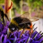 Hummel bei der Nahrungsaufnahme