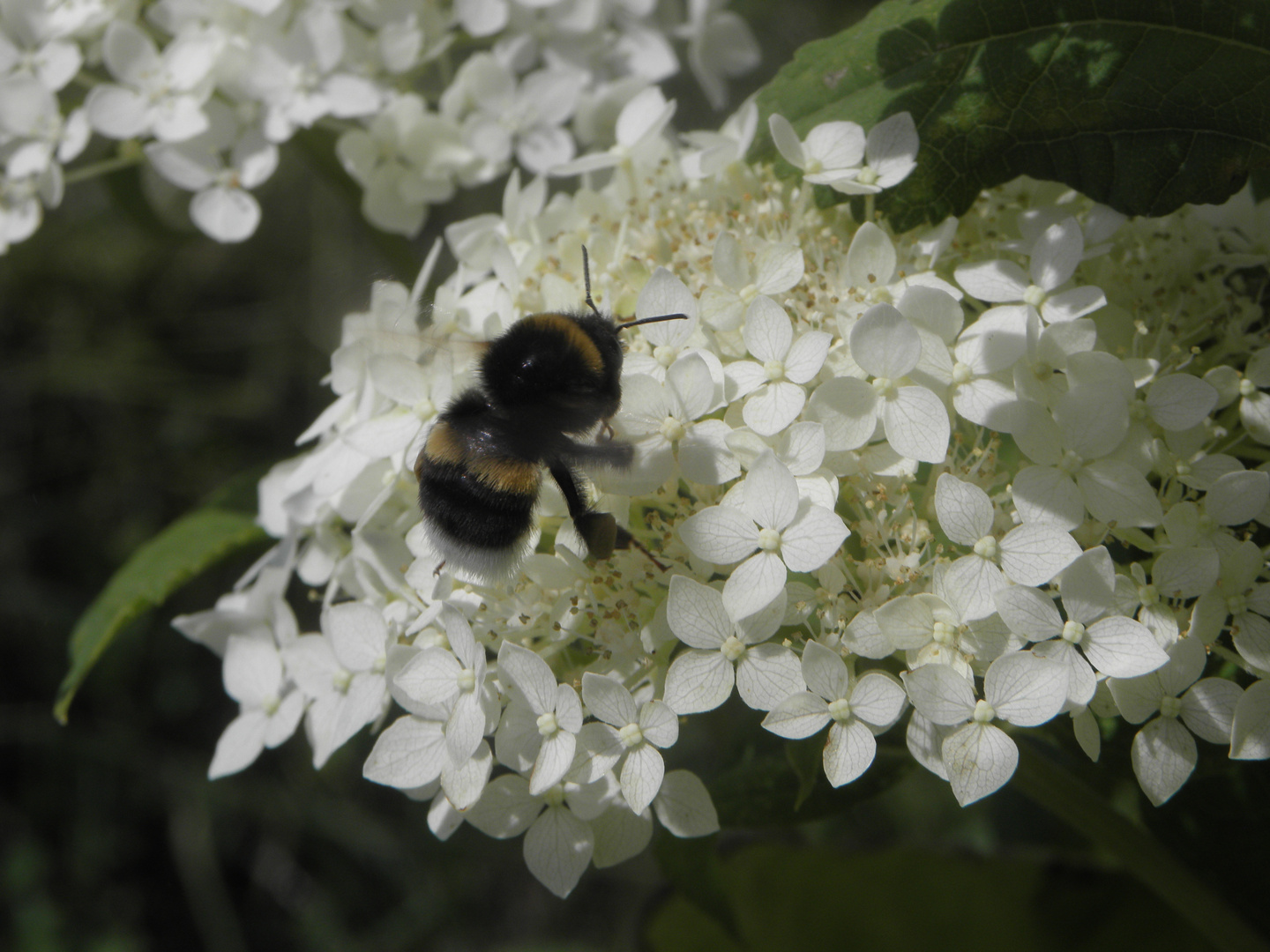 Hummel bei der Nahrungssuche