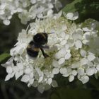 Hummel bei der Nahrungssuche