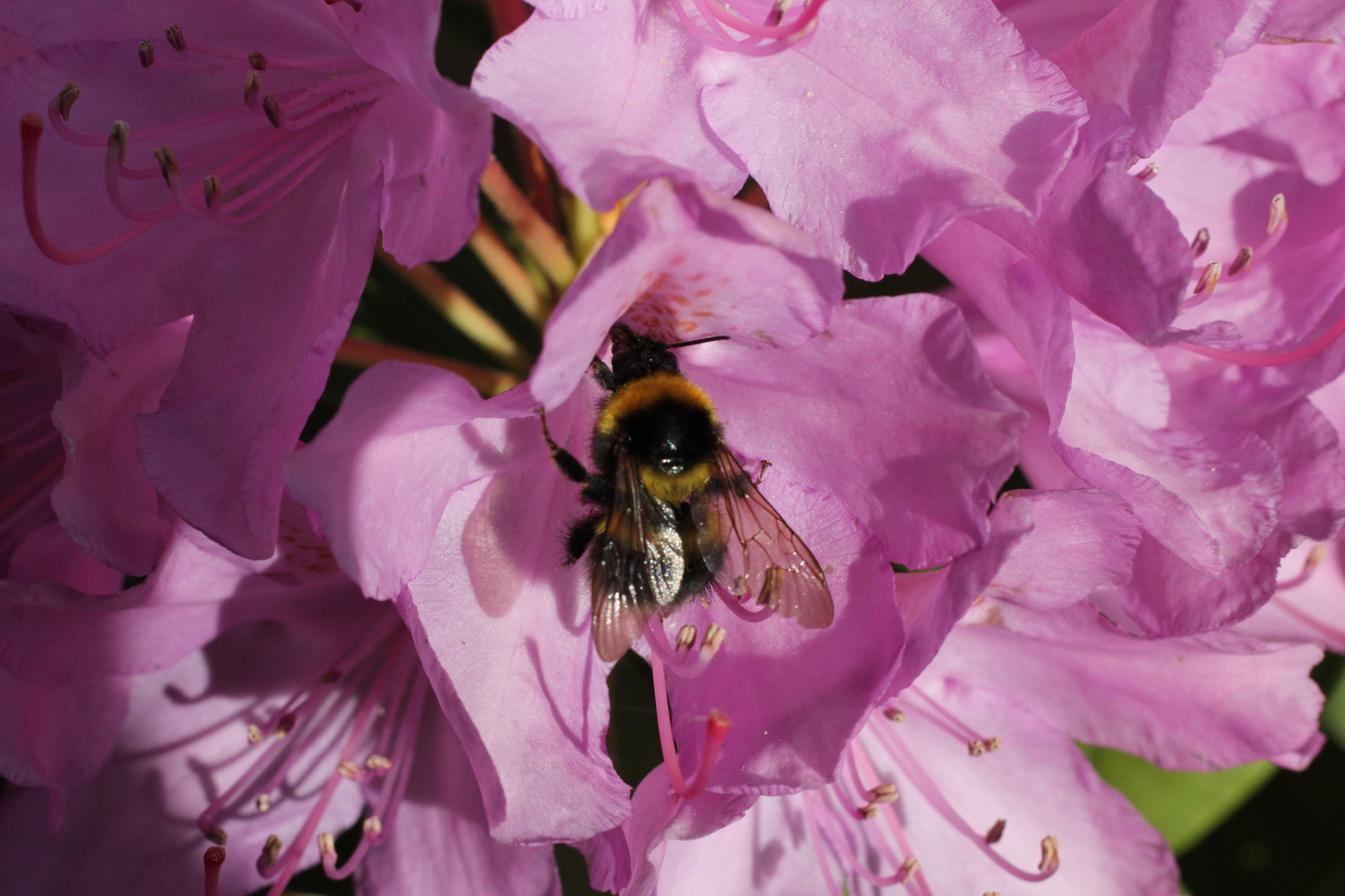 Hummel bei der Nahrungssuche