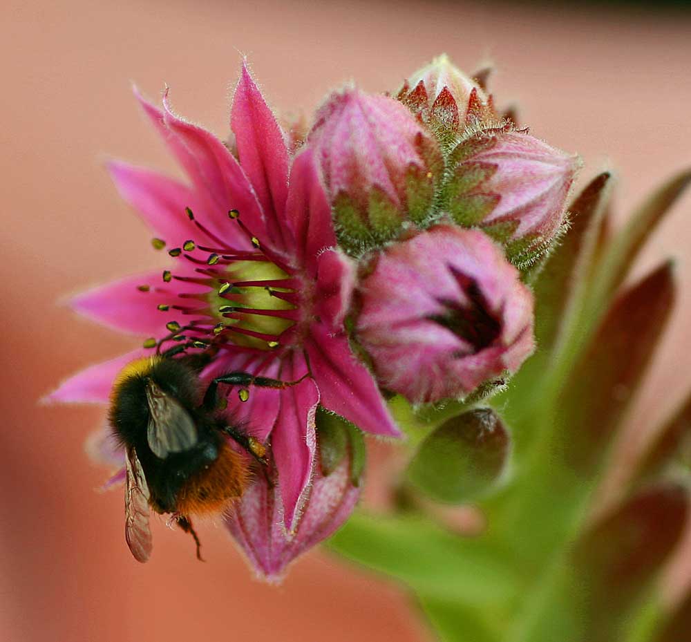 Hummel bei der Nahrungssuche