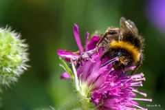 Hummel bei der Nektaraufnahme