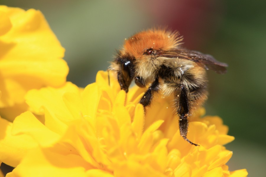 Hummel bei der Nektarsuche