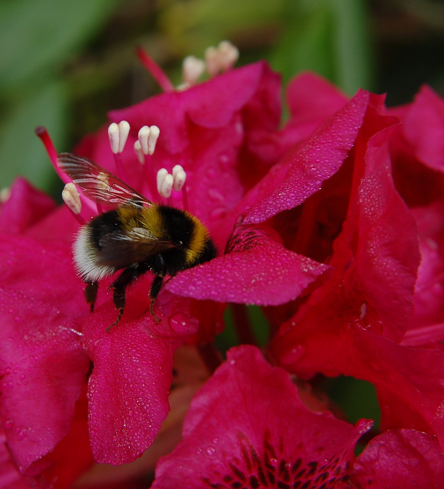 Hummel bei der Nektarsuche