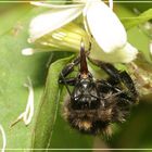 Hummel bei der Rüsselpflege