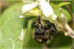 Hummel bei der Rüsselpflege