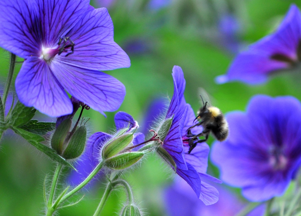 Hummel bei Futtersuche