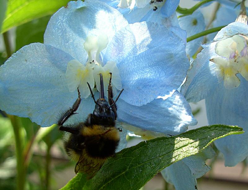 Hummel bei Futtersuche am Rittersporn