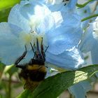 Hummel bei Futtersuche am Rittersporn