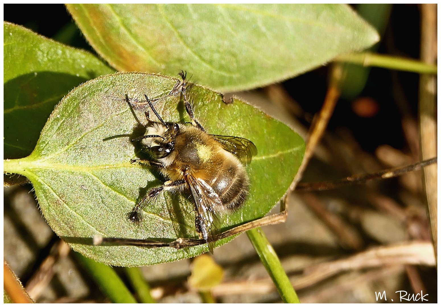 Hummel bei ihrer mittäglichen Siesta 