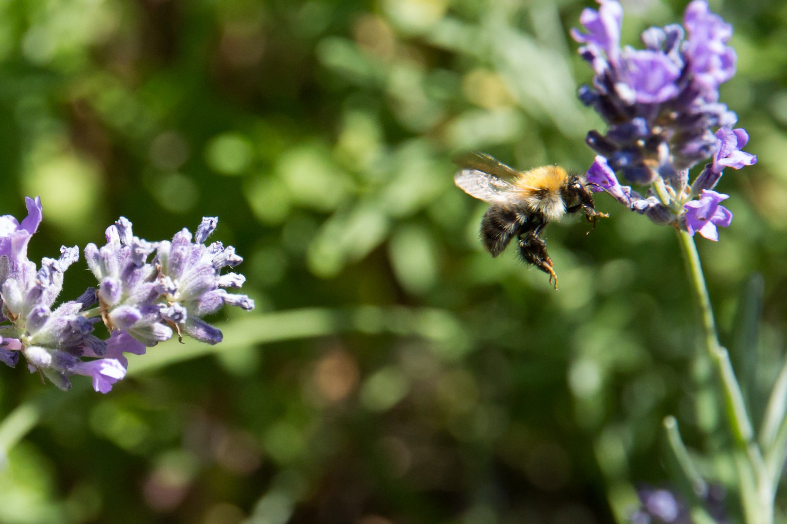 Hummel bei Landung