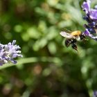 Hummel bei Landung