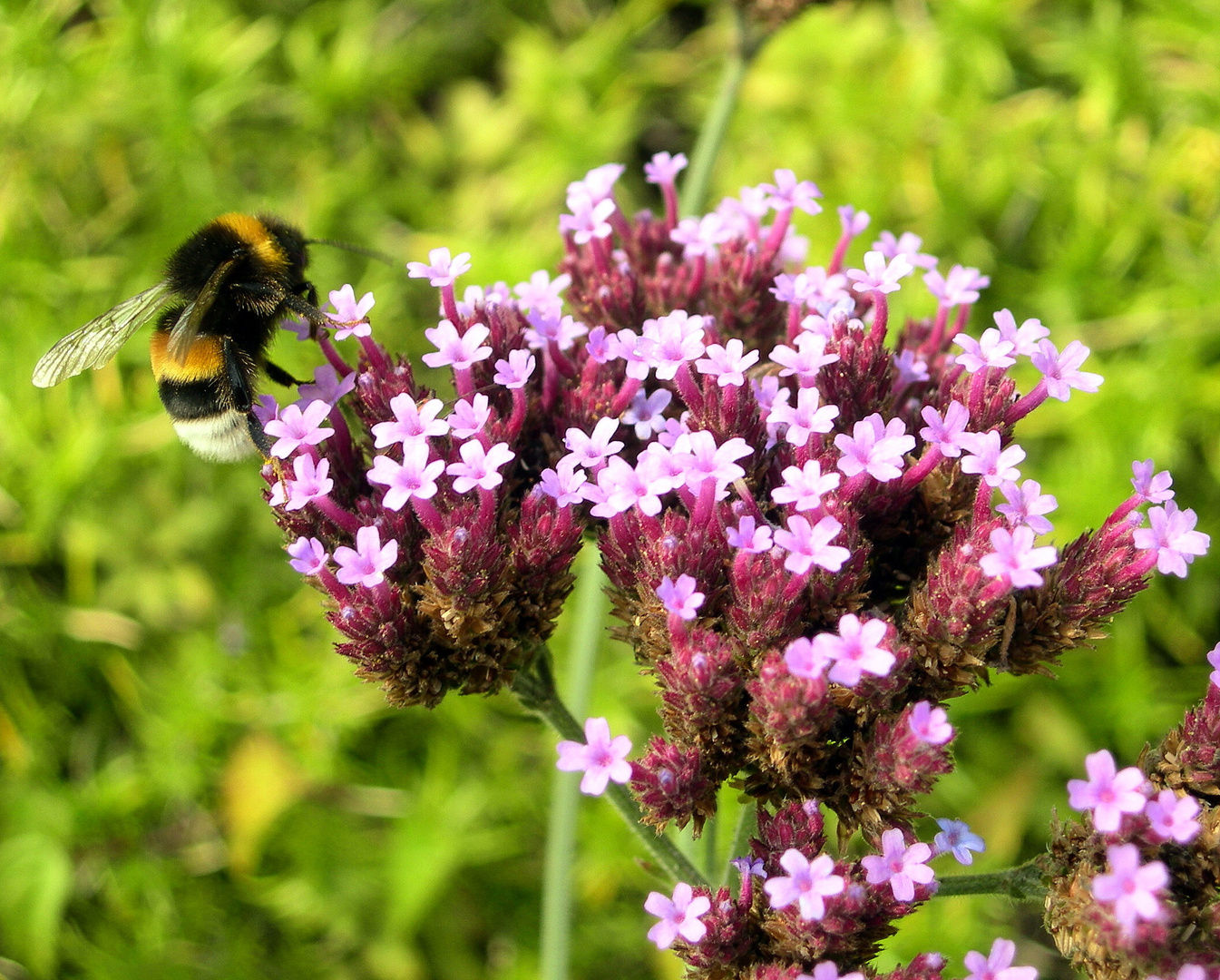 Hummel bei Mittagessen !