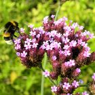 Hummel bei Mittagessen !