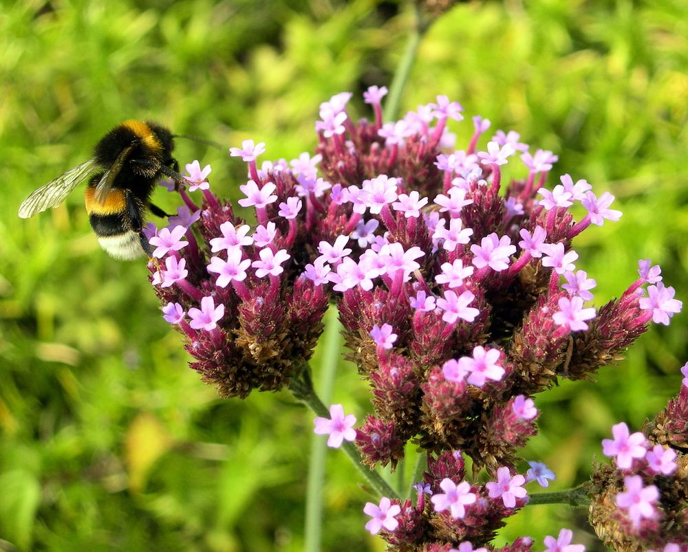 Hummel bei Mittagessen !