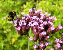 Hummel bei Mittagessen !