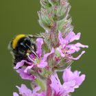 Hummel bei Nahrungsaufnahme